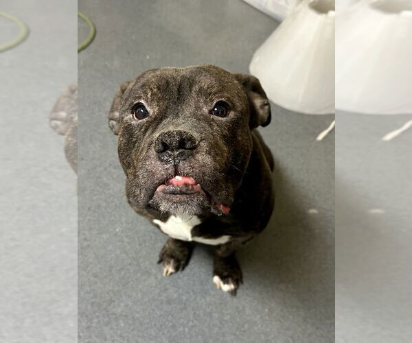 Medium Photo #2 Mutt Puppy For Sale in Glen Allen, VA, USA