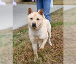 Small #3 Chow Chow-Siberian Husky Mix