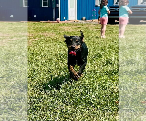 Medium Photo #4 Mutt Puppy For Sale in Mooresville, NC, USA