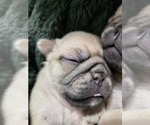 Puppy Apricot Girl 2 Pug
