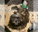 Small #3 Lhasa Apso