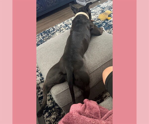 Medium Photo #40 American Pit Bull Terrier-Unknown Mix Puppy For Sale in Fargo, ND, USA