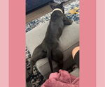 Small #39 American Pit Bull Terrier Mix