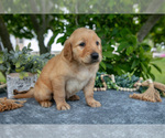 Small Photo #15 Golden Retriever Puppy For Sale in WOLCOTTVILLE, IN, USA