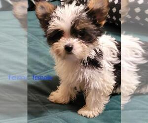 Yorkshire Terrier Puppy for sale in CONKLIN, NY, USA