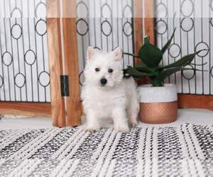 West Highland White Terrier Puppy for sale in NAPLES, FL, USA