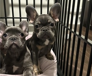 French Bulldog Puppy for sale in LAWRENCEVILLE, GA, USA