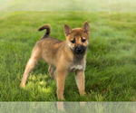 Small #4 Shiba Inu