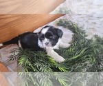 Small Photo #16 Shih Tzu-Zuchon Mix Puppy For Sale in GREENWOOD, WI, USA