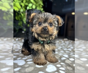 Yorkshire Terrier Puppy for sale in FRANKLIN, IN, USA