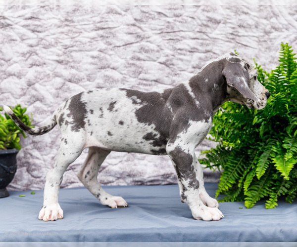Medium Photo #49 Great Dane Puppy For Sale in WAKARUSA, IN, USA