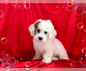 Maltipoo Puppy for Sale in SAN FRANCISCO, California USA