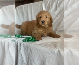 Goldendoodle (Miniature) Puppy for sale in INDIANAPOLIS, IN, USA