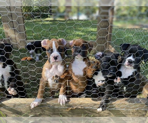 View Ad: Boxer Litter of Puppies for Sale near Ohio ...