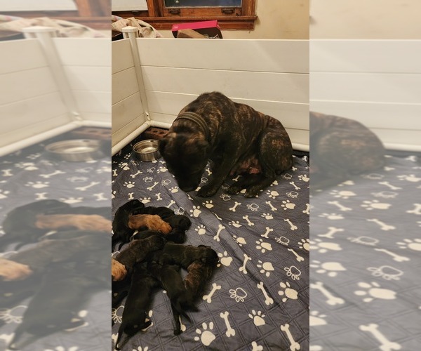 Medium Photo #5 Cane Corso Puppy For Sale in CHICAGO, IL, USA