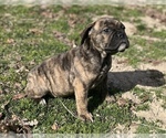 Small Photo #13 Olde English Bulldogge Puppy For Sale in VIOLA, AR, USA