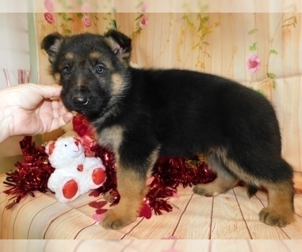 Medium Photo #6 German Shepherd Dog Puppy For Sale in HAMMOND, IN, USA