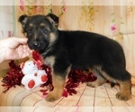 Small Photo #6 German Shepherd Dog Puppy For Sale in HAMMOND, IN, USA