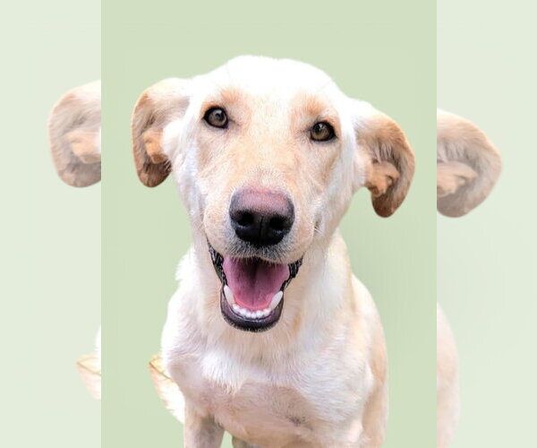 Medium Photo #1 Golden Labrador Puppy For Sale in Rockville, MD, USA