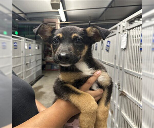 Medium Photo #1 German Shepherd Dog-Unknown Mix Puppy For Sale in Stockton, CA, USA