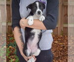 Small #2 Australian Shepherd Mix