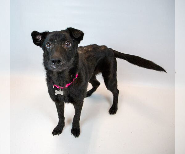 Medium Photo #3 Border Collie-Unknown Mix Puppy For Sale in Kennesaw, GA, USA