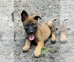 Small #7 Mutt