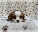 Small #4 Cavalier King Charles Spaniel