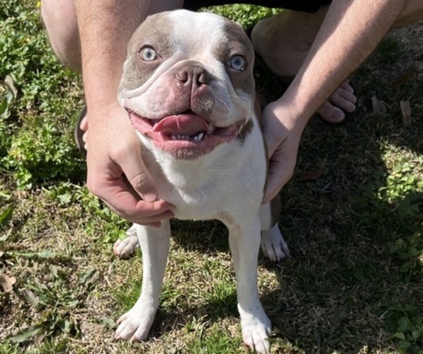 Medium Photo #1 Boston Terrier Puppy For Sale in CLEVELAND, TX, USA