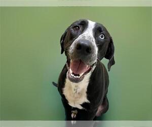 American Pit Bull Terrier-Unknown Mix Dogs for adoption in Tulsa, OK, USA