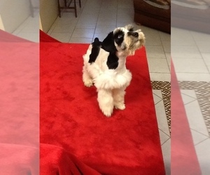 Schnauzer (Miniature) Puppy for sale in COLONIAL HEIGHTS, TN, USA