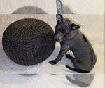 Small #32 Thai Ridgeback