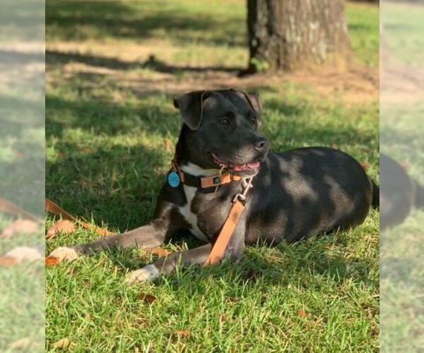 Medium Photo #2 American Pit Bull Terrier-Labrador Retriever Mix Puppy For Sale in Rockaway, NJ, USA