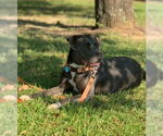 Small #1 American Pit Bull Terrier-Labrador Retriever Mix
