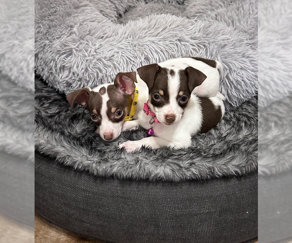 Medium Photo #8 Chihuahua-Unknown Mix Puppy For Sale in Brooklyn, NY, USA