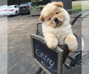 Chow Chow Puppy for sale in PARAMOUNT, CA, USA
