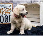 Small #2 Golden Retriever