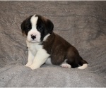 Small #17 Saint Bernard