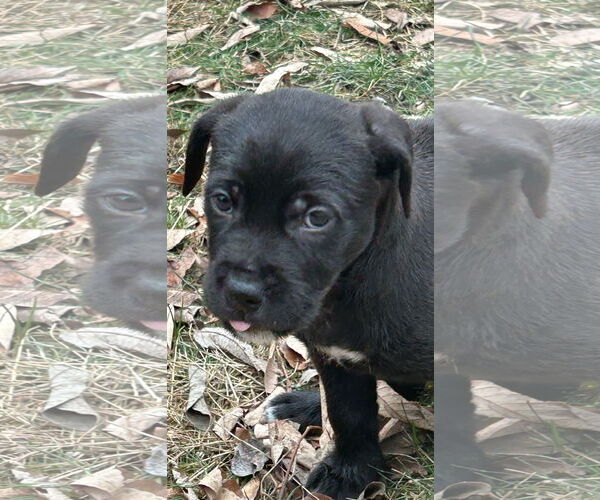 Medium Photo #1 Mutt Puppy For Sale in Plainfield, IL, USA