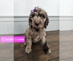 Puppy Cookie Goldendoodle