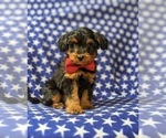 Small Photo #1 Aussiedoodle Miniature  Puppy For Sale in NOTTINGHAM, PA, USA