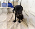 Small #2 Borador
