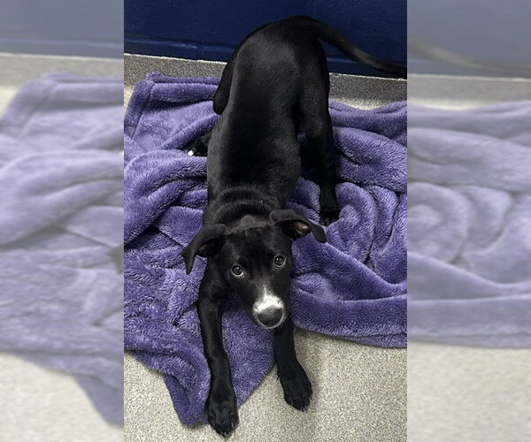 Medium Photo #1 Labrador Retriever-Unknown Mix Puppy For Sale in Sterling, MA, USA