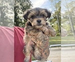 Small #2 Yorkshire Terrier