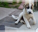 Small Photo #1685 Anatolian Shepherd-Maremma Sheepdog Mix Puppy For Sale in LECANTO, FL, USA