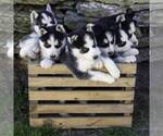 Small Photo #3 Siberian Husky Puppy For Sale in KINZERS, PA, USA