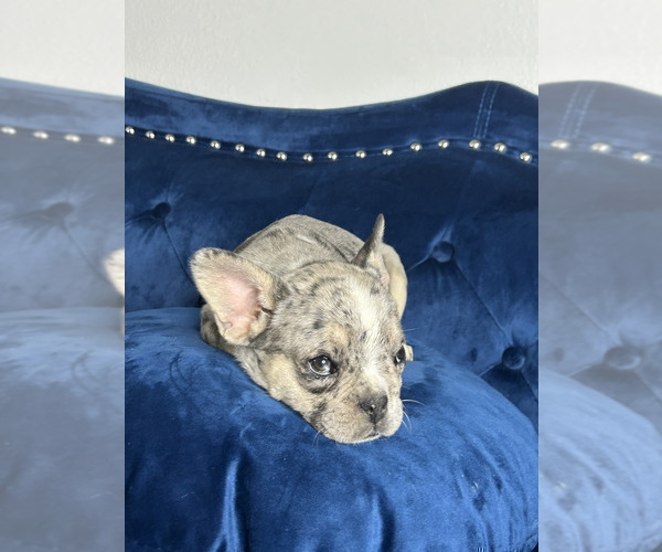 Medium Photo #8 French Bulldog Puppy For Sale in TAMPA, FL, USA