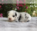 Puppy Patch Australian Shepherd