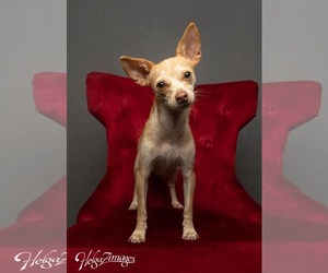 Chihuahua Dogs for adoption in Tampa, FL, USA