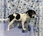 Small American Staffordshire Terrier Mix